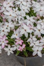 Summerstar Rhodoxis Peppermint, pinkish white flowering plants